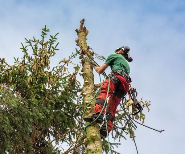 Tree Topping