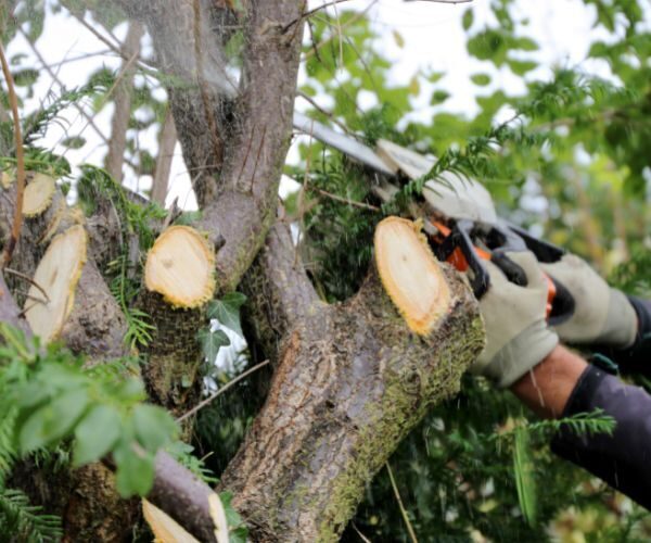 Tree Felling